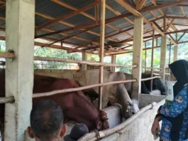 Petugas kesehatan hewan memeriksa kondisi ternak kurban di Kabupaten Solok.
